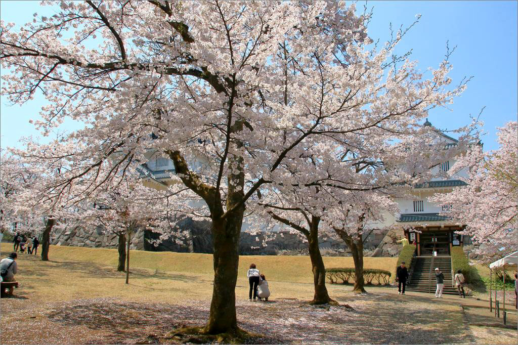 ※ 2016年・悠久山公園の桜 (4) _d0353401_23212631.jpg