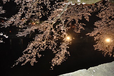 彦根城の夜桜♪_b0143308_16144081.jpg