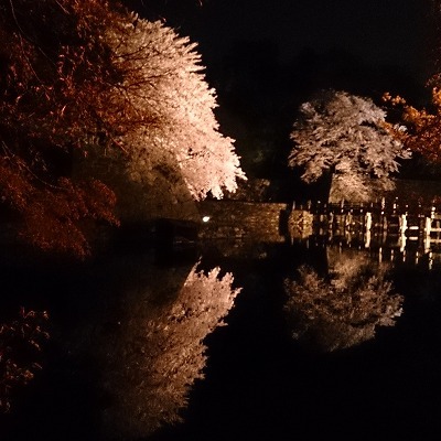 彦根城の夜桜♪_b0143308_16150489.jpg