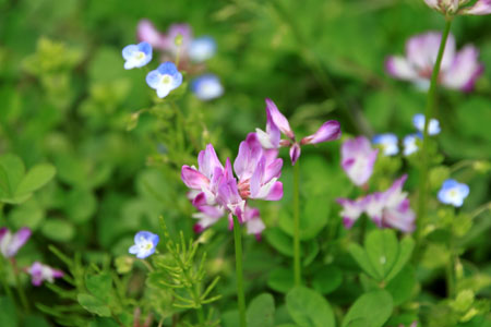 菜園の花と山菜_e0048413_21373630.jpg