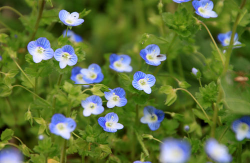 菜園の花と山菜_e0048413_21375273.jpg