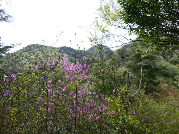 花の明王山   (380M)  登頂 編_d0170615_6452096.jpg