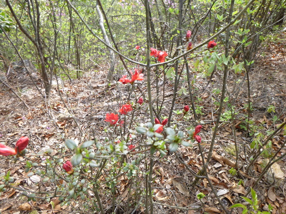 花の明王山   (380M)  登頂 編_d0170615_6461316.jpg