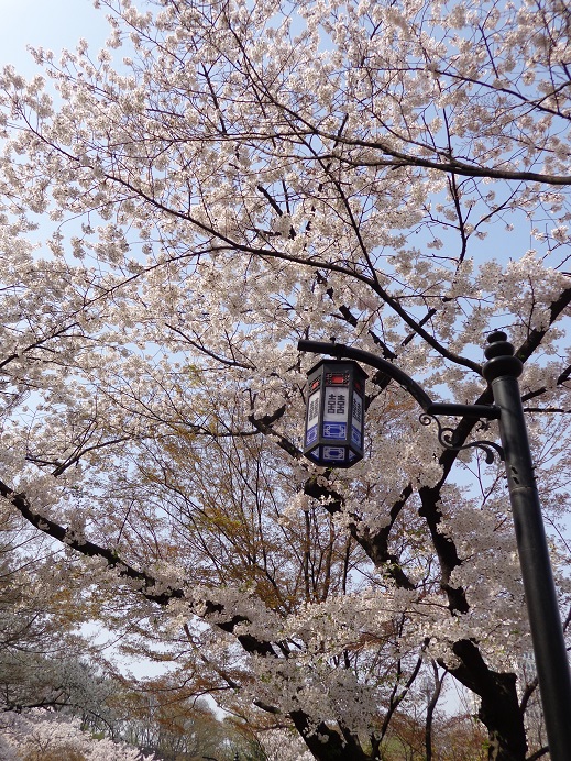 桜巡り < 4-4 南山 >_a0279116_13463244.jpg