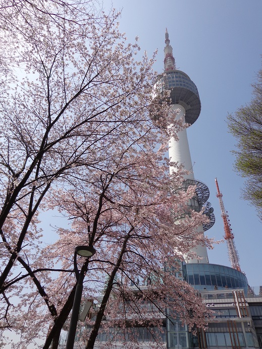 桜巡り < 4-4 南山 >_a0279116_13485163.jpg