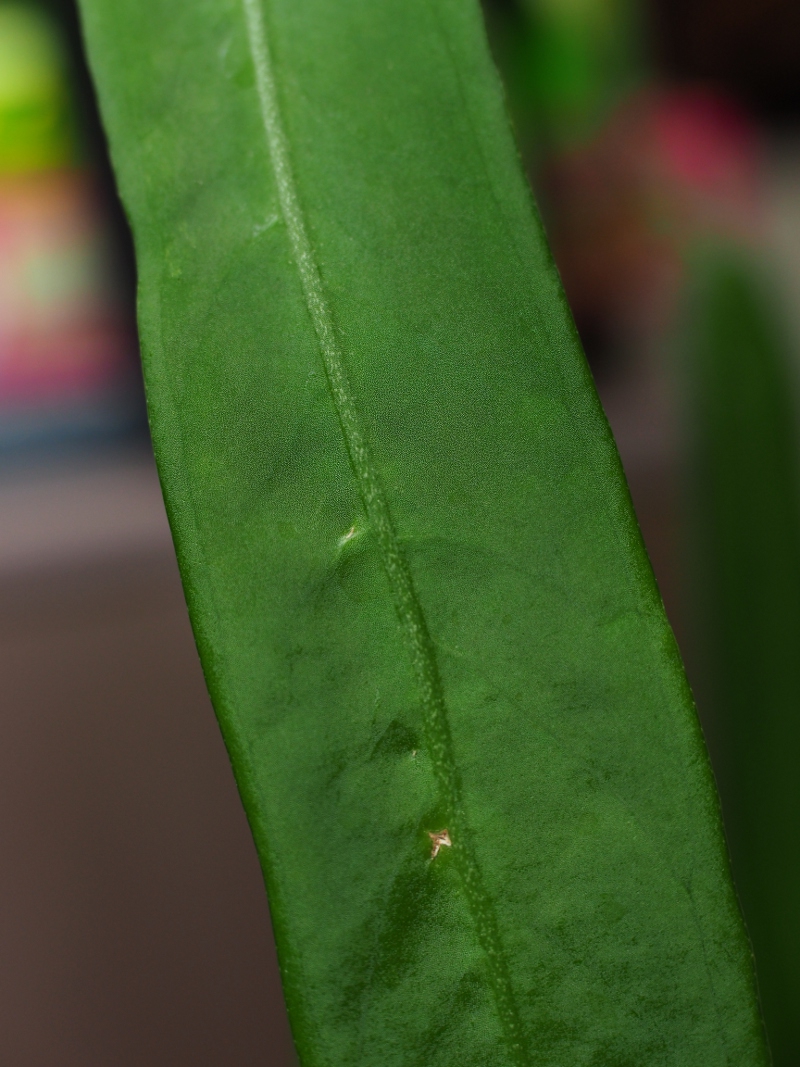 アンスリウム・パリディフローラム : Blog: Living Tropically