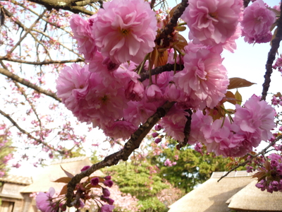 ～　八重桜　～_e0135219_1891899.jpg
