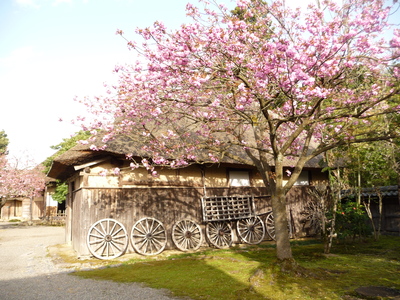 ～　八重桜　～_e0135219_1893586.jpg