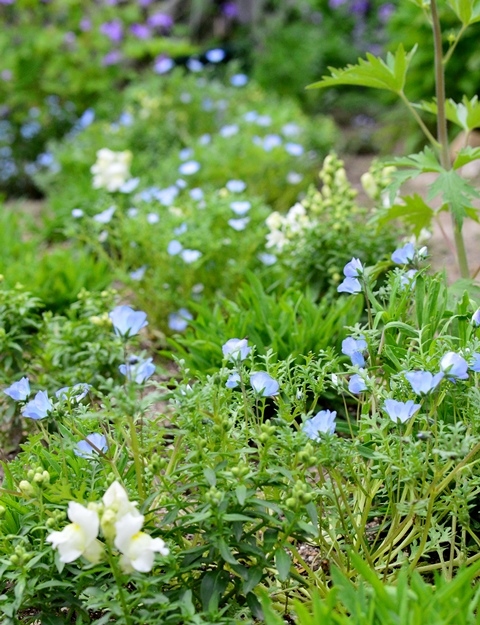 バラと咲かせたいお花たち、、ネモフィラがかわいい♪_d0096422_1648205.jpg