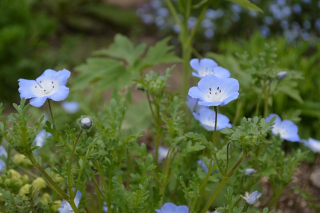 バラと咲かせたいお花たち、、ネモフィラがかわいい♪_d0096422_16505891.jpg