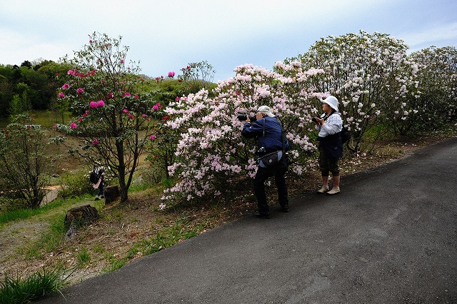 虹の郷のシャクナゲ撮ってきました_f0221724_18273041.jpg