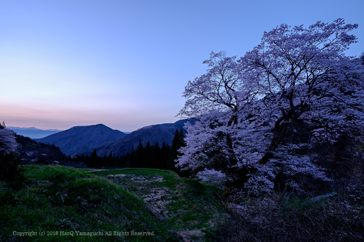 日の出を待つ古桜_c0198227_1382163.jpg