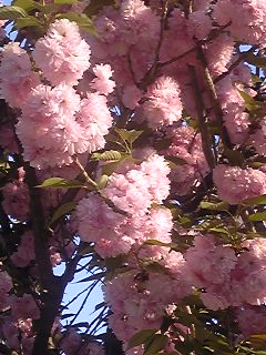 c0073332_9193341.jpg