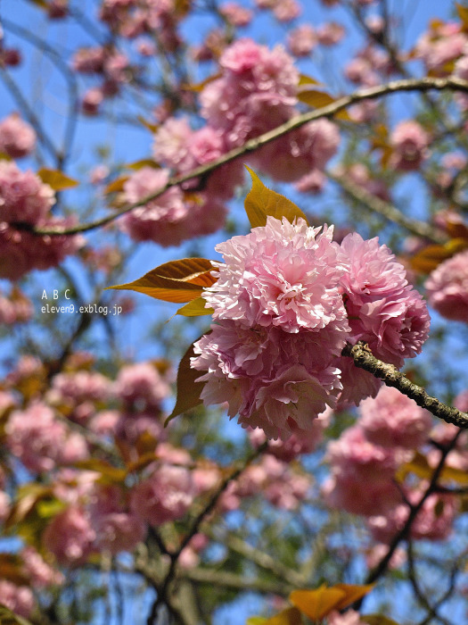 里桜_f0315034_13052754.jpg