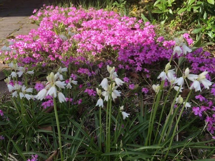 アリウム コアニー 芝桜 今日の一枚