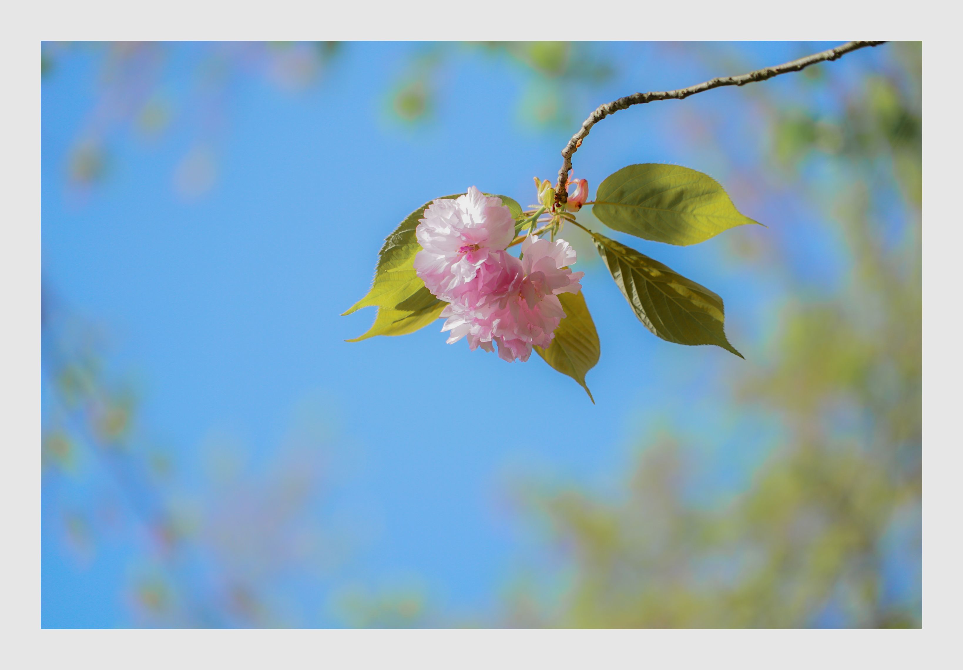 樹木公園付近　0417_f0350240_14294829.jpg