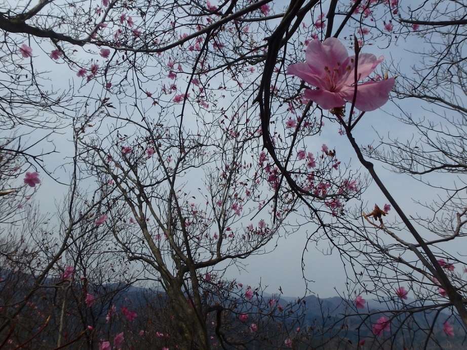 アカヤシオ咲く物語山　（　2016.４.16　）_b0335256_11511440.jpg