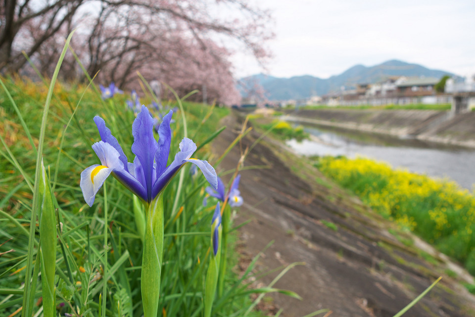 阿蘭陀菖蒲など_f0072758_2174257.jpg