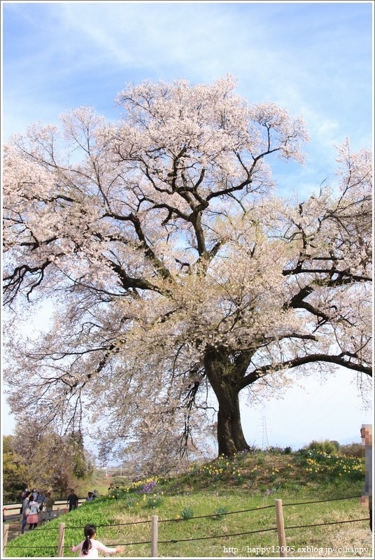 わに塚の桜♪_a0167759_1452092.jpg