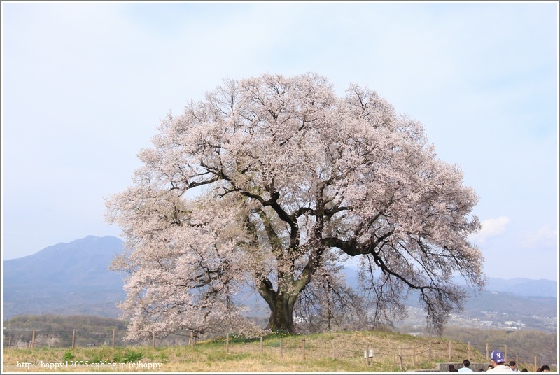 わに塚の桜♪_a0167759_1522087.jpg