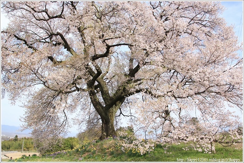 わに塚の桜♪_a0167759_1841031.jpg