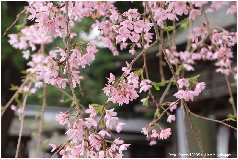 武田八幡宮と枝垂れ桜♪_a0167759_2228961.jpg