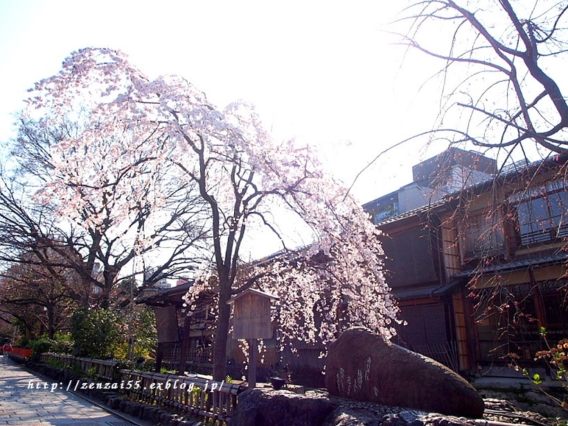 桜~祇園白川~_a0331259_17134644.jpg