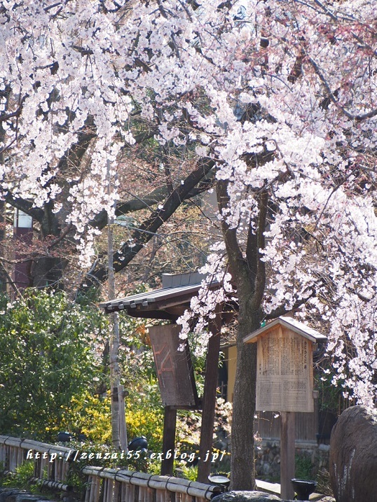 桜~祇園白川~_a0331259_17135588.jpg