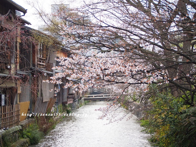 桜~祇園白川~_a0331259_17143119.jpg