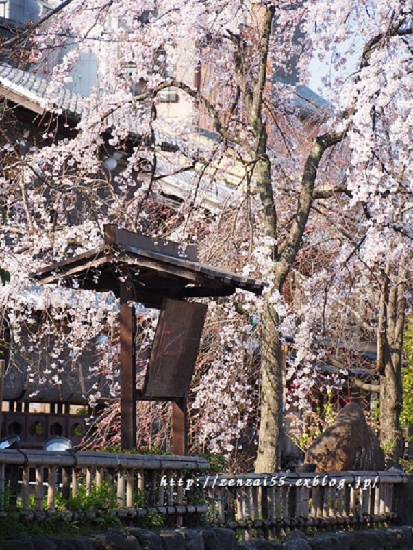 桜~祇園白川~_a0331259_17265147.jpg