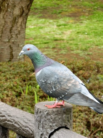 4/3(日)、引地川親水公園の桜_e0045768_22385923.jpg