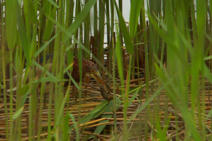 夏羽ですね・・・赤頭鷺（アカガシラサギ）_a0021270_15171643.jpg