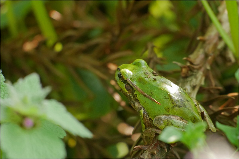 アマガエル（雨蛙）_a0079473_15582999.jpg