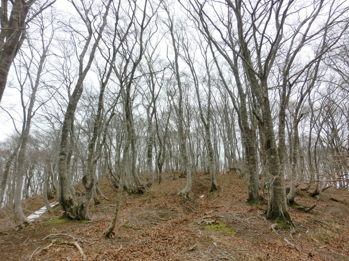 No438滋賀・イワウチワ街道の大御影山を歩く_b0185573_8534584.jpg