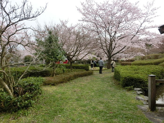 No438滋賀・イワウチワ街道の大御影山を歩く_b0185573_945434.jpg