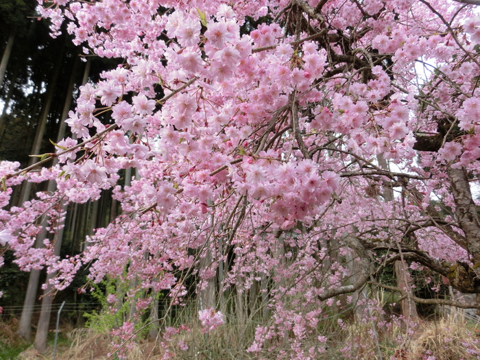 No438滋賀・イワウチワ街道の大御影山を歩く_b0185573_9491815.jpg