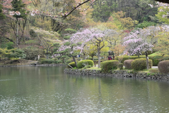 ♪ ダニエル こちらも久しぶりの薬師池公園をお散歩～(*ﾟ▽ﾟ*)ノ♪_b0242873_14272433.jpg