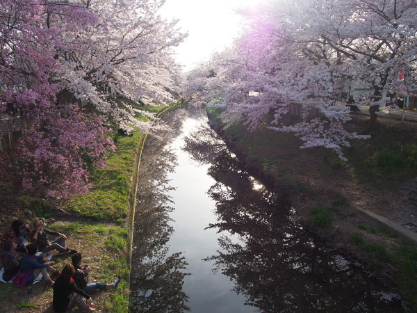 桜。_d0066677_23441454.jpg