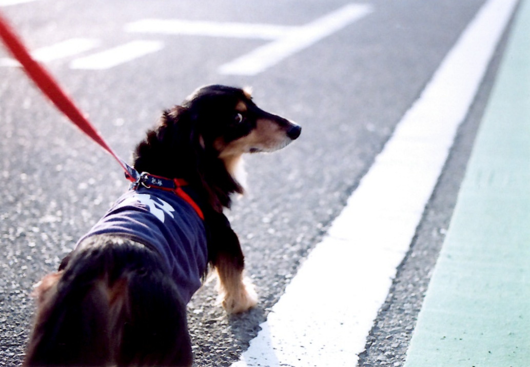 被写体は愛犬です。_a0157480_08129.jpg