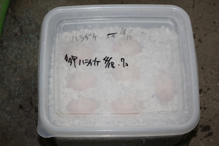 e0018082_17352634.jpg