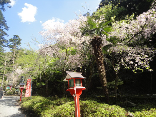 春の若狭路（福井県若狭町）～☆_a0258386_10235556.jpg