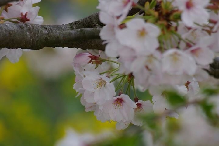 アップルパイと桜2016_d0253887_14432553.jpg