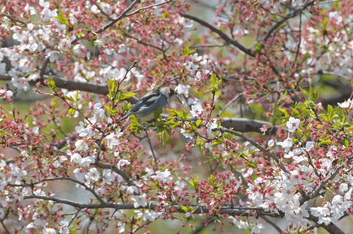 名残りのお花見　＜小椋鳥＞_e0248688_1654223.gif