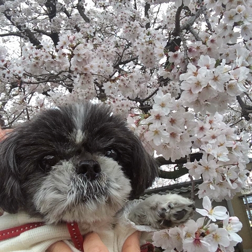 私の定番おさんぽ桜♪_d0144092_17281318.jpg