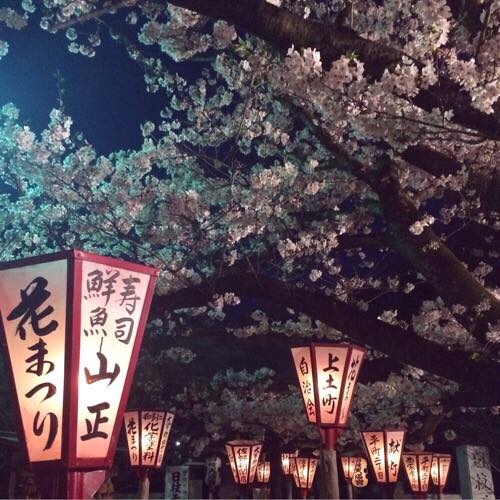 私の定番おさんぽ桜♪_d0144092_17285531.jpg