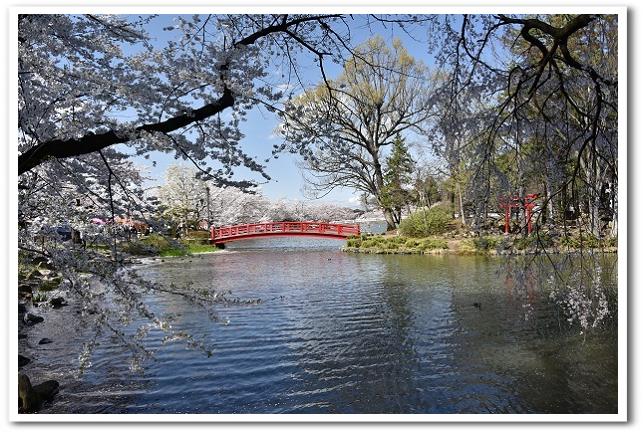 信州須坂 臥竜公園の桜 晴れ時々日記 信州須坂 臥竜公園の桜 晴れ時々日記