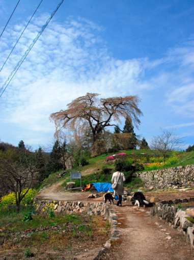 与一野のしだれ桜_e0050892_21355251.jpg