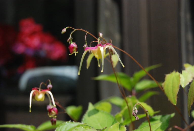 春の花が咲きだしました～～_d0153294_21102880.jpg