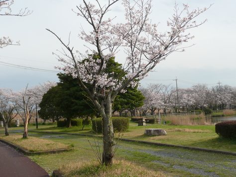 ２０１６年4月27日　土浦市乙戸町花見　その9_d0249595_11415355.jpg