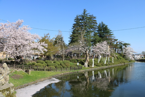 松岬公園のサクラ　４月1９日朝　（清明　末侯）　虹始めて見る・１_c0075701_1401682.jpg